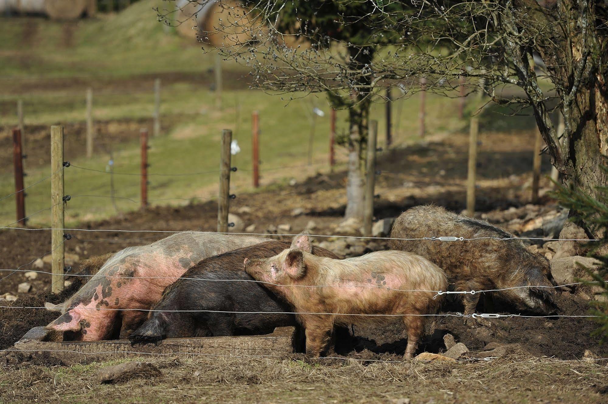 Penzion Farma U Mauritzu Stožec エクステリア 写真