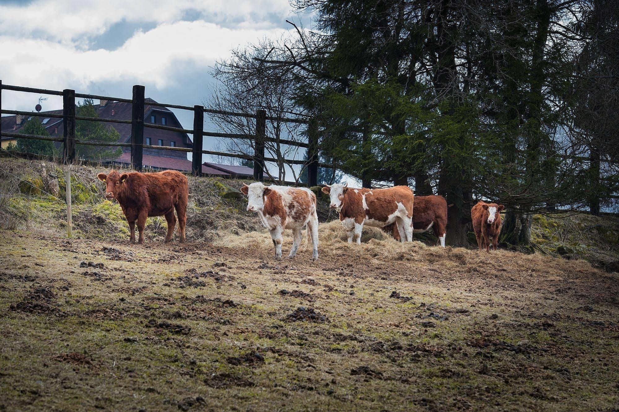 Penzion Farma U Mauritzu Stožec エクステリア 写真