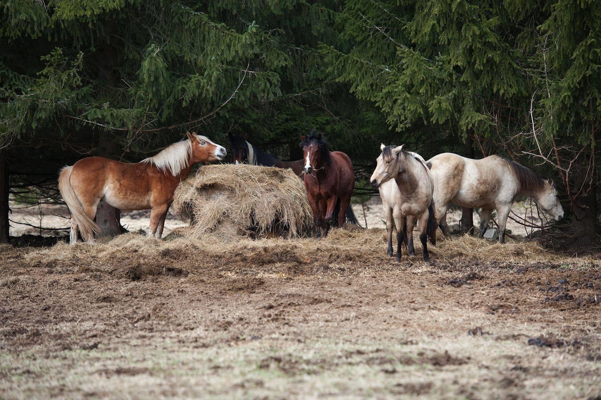 Penzion Farma U Mauritzu Stožec エクステリア 写真